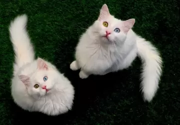 قطط فان ذات الأعين الملونة