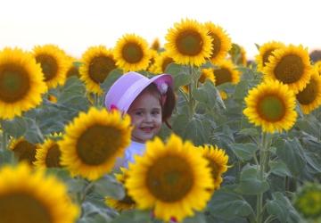 بالإضافة إلى نمو إنتاجها في البلاد، تشكل حقول عباد الشمس في تركيا منظرا خلابا لعشاق التصوير الفوتوغرافي