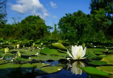 كاراجا بي من أشهر غابات السهول الفيضية في تركيا