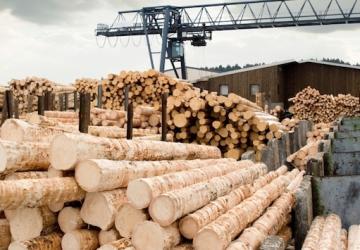 صورة لأحد معامل إنتاج الأخشاب في تركيا