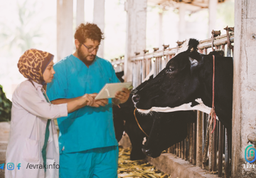 تعتبر مشاريع تربية العجول والأبقار واحدة من أفضل مجالات الاستثمار الحيواني في تركيا