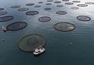 صورة توضح آلية استزراع الأسماك في تركيا