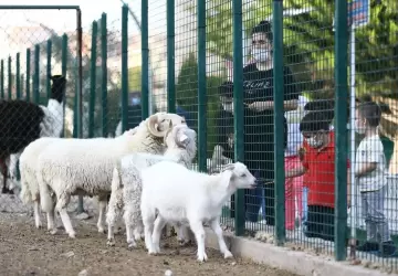 اللغة التركية.. تعرف معنا على أسماء الحيوانات والطيور باللغة التركية