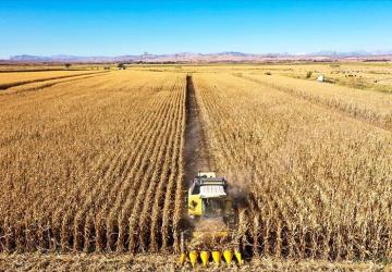 صورة لأحد حقول الذرة في تركيا - ولاية ديار بكر