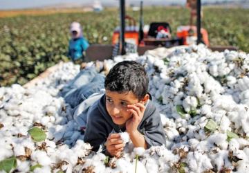 صورة لطفل يلهو في أحد مزارع القطن في تركيا، ولاية"شانلى أورفا"