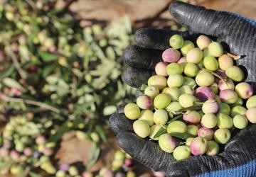 تشتهر منطقة إيجة بشكل عام بزراعة الزيتون في تركيا