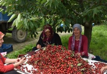 نساء تركيات عاملات في زراعة وإنتاج الكرز في تركيا