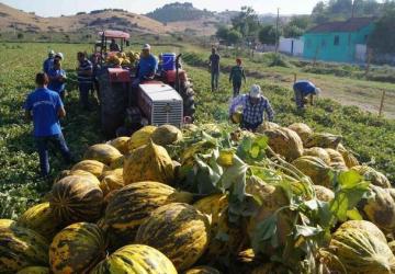 من إحدى مزارع الشمام في تركيا في موسم الحصاد - أنقرة