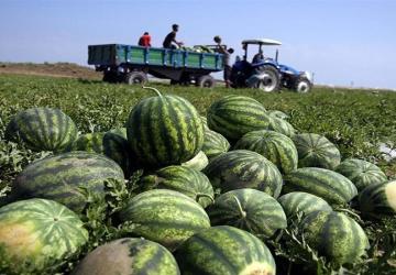 إحدى مزارع إنتاج البطيخ في تركيا - ولاية أضنة