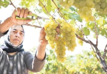 إحدى النساء العاملات في حقول العنب في تركيا