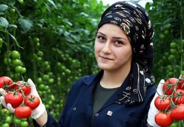 مواطنة تركية داخل إحدى مزارع إنتاج البندورة في تركيا