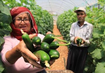 عجوز تركية تعمل في إحدى مزارع الخيار في تركيا / ولاية مرسين