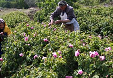 تتعدد أنواع الورود التركية وأهميتها الاقتصادية والسياحية