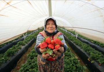 موسم حصاد الفراولة في تركيا في ولاية آيدين