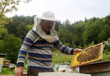 العسل المجنون نوع نادر وخطير جدا