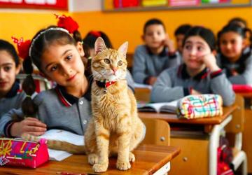 التسجيل في المدارس التركية عقبة تواجه بعض العائلات العربية