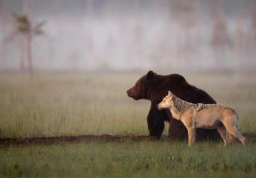 نعنبر تركيا موطناً لمجموعة من الحيوانات المتوحشة