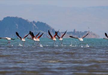 مع دخول فصل الربيع تظهر أنواع الطيور في تركيا بشكل واضح