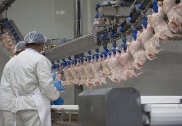 مصانع الدجاج المجمد في تركيا