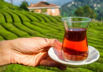 تتمتع ريزة بتربة خصبة ومناخ مناسب ينعكس إيجاباً على زراعة الشاي