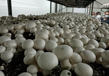 للفطر في تركيا أهمية اقتصادية وعلاجية