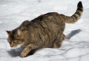 218 ألف تحميل لتطبيق HAYDİ من أجل حماية الحيوانات والطبيعة في تركيا