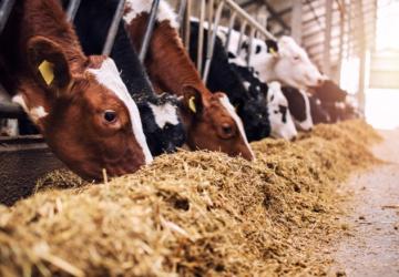 شركات مستلزمات الحيوانات في تركيا تصدر منتجات عالية الجودة لكافة أنحاء العالم