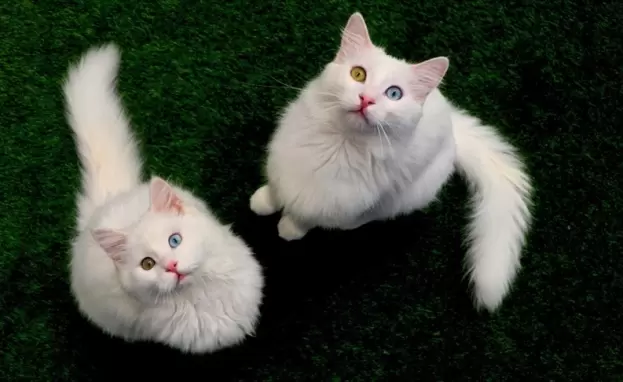 قطط فان ذات الأعين الملونة