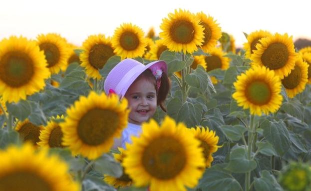 بالإضافة إلى نمو إنتاجها في البلاد، تشكل حقول عباد الشمس في تركيا منظرا خلابا لعشاق التصوير الفوتوغرافي