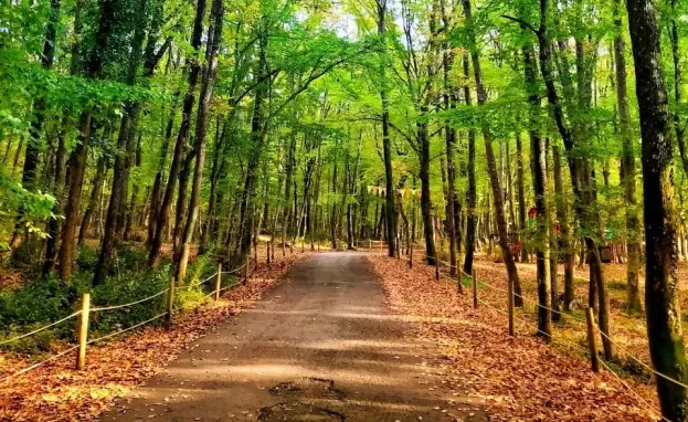 يمكن في غابات إسطنبول الاستمتاع بجمال الطبيعة دون الابتعاد كثيرا عن المدينة