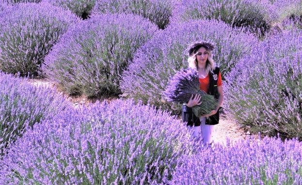 يعتبر اللافندر من النباتات المعمرة في تركيا