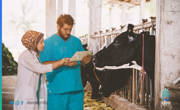 تعتبر مشاريع تربية العجول والأبقار واحدة من أفضل مجالات الاستثمار الحيواني في تركيا