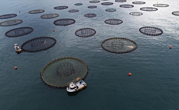 صورة توضح آلية استزراع الأسماك في تركيا
