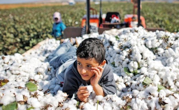 صورة لطفل يلهو في أحد مزارع القطن في تركيا، ولاية"شانلى أورفا"