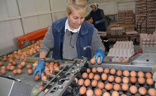 تركيا بالمرتبة الثانية عالميا في تصدير البيض التركي