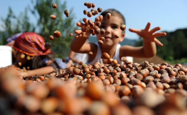 البندق في تركيا واحد من المنتجات المميزة المزروعة على نطاق واسع داخل البلاد