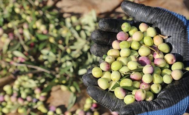 تشتهر منطقة إيجة بشكل عام بزراعة الزيتون في تركيا