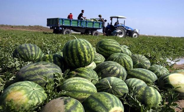 إحدى مزارع إنتاج البطيخ في تركيا - ولاية أضنة