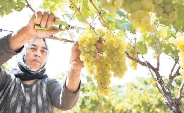 إحدى النساء العاملات في حقول العنب في تركيا