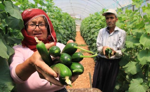 عجوز تركية تعمل في إحدى مزارع الخيار في تركيا / ولاية مرسين