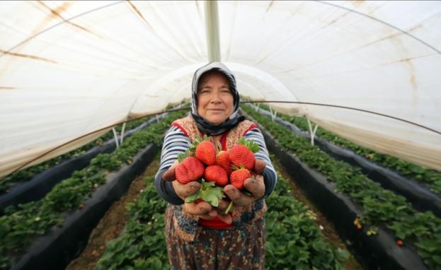 موسم حصاد الفراولة في تركيا في ولاية آيدين