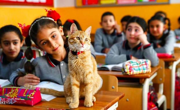 التسجيل في المدارس التركية عقبة تواجه بعض العائلات العربية