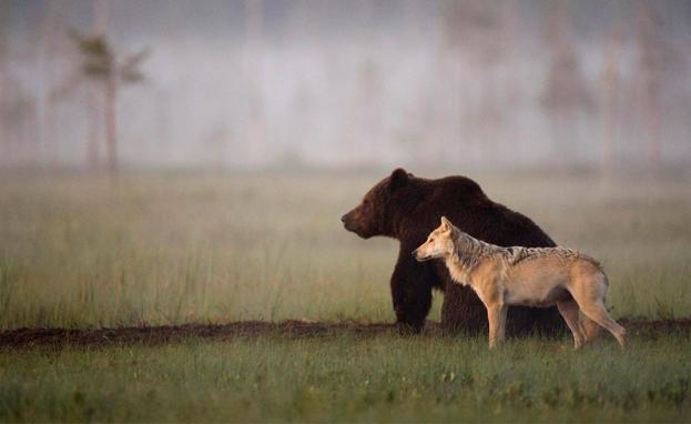 نعنبر تركيا موطناً لمجموعة من الحيوانات المتوحشة