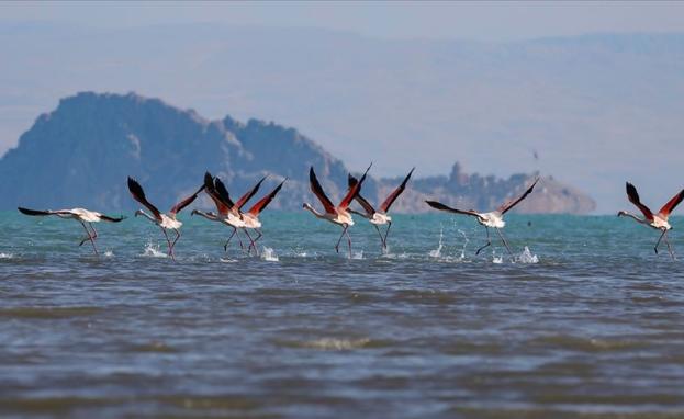 مع دخول فصل الربيع تظهر أنواع الطيور في تركيا بشكل واضح