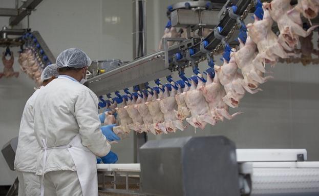 مصانع الدجاج المجمد في تركيا