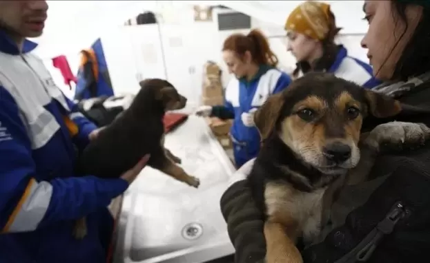 تهدف جمعية حماية الحيوانات إلى توفير ظروف معيشية إيجابية لها