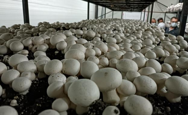 للفطر في تركيا أهمية اقتصادية وعلاجية