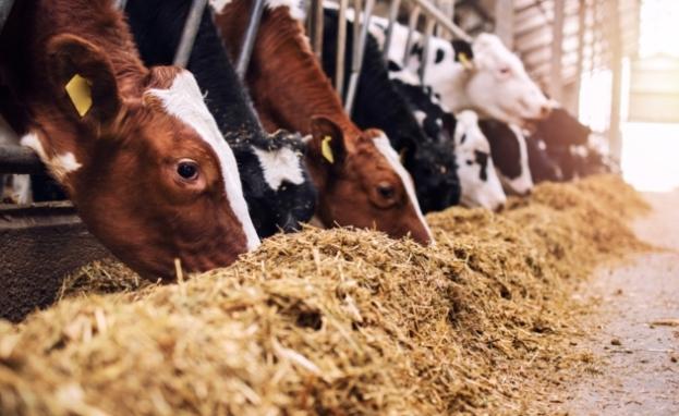 شركات مستلزمات الحيوانات في تركيا تصدر منتجات عالية الجودة لكافة أنحاء العالم