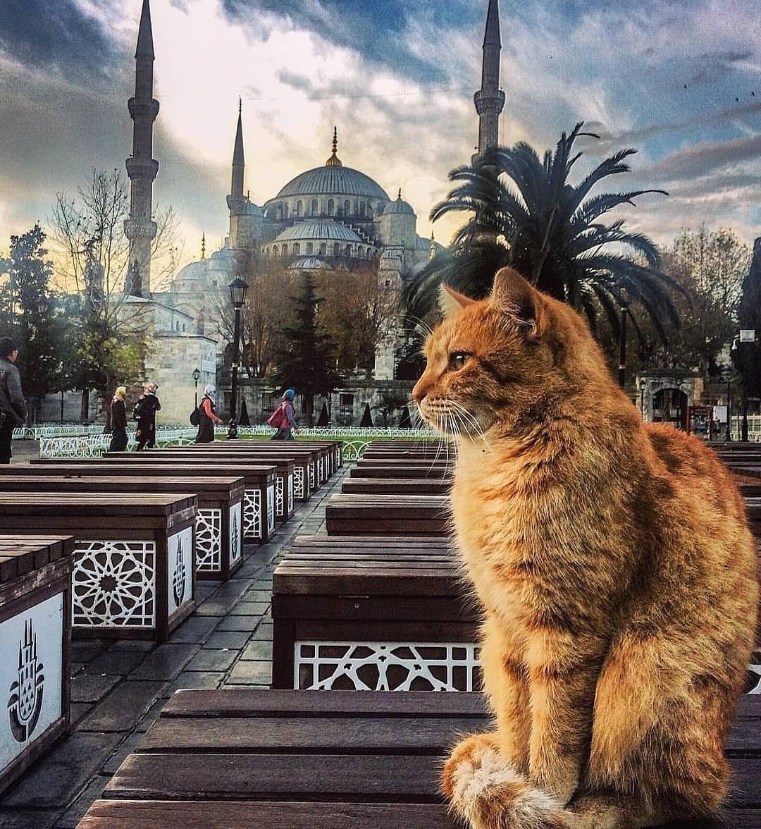 قطط إسطنبول