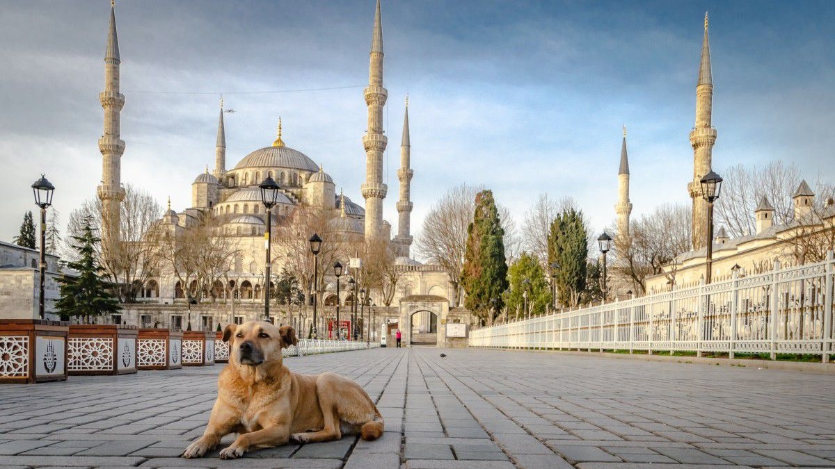 الكلاب في إسطنبول